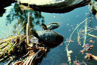 photo de tortues dans un marais